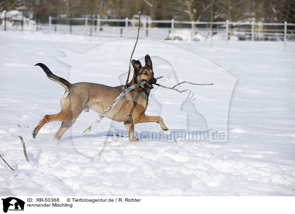 rennender Mischling / running mongrel / RR-50368