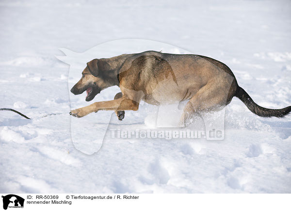 rennender Mischling / running mongrel / RR-50369