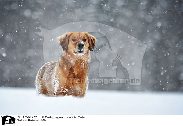 Golden-Retriever-Mix / mongrel / AG-01477