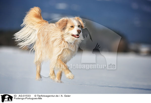 Podengo-Portugues-Mix / AG-01533