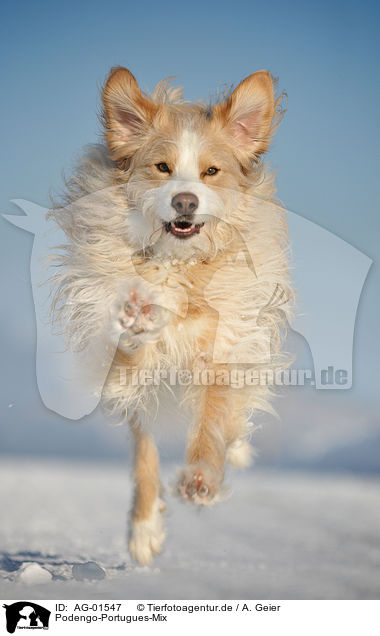 Podengo-Portugues-Mix / running mongrel / AG-01547