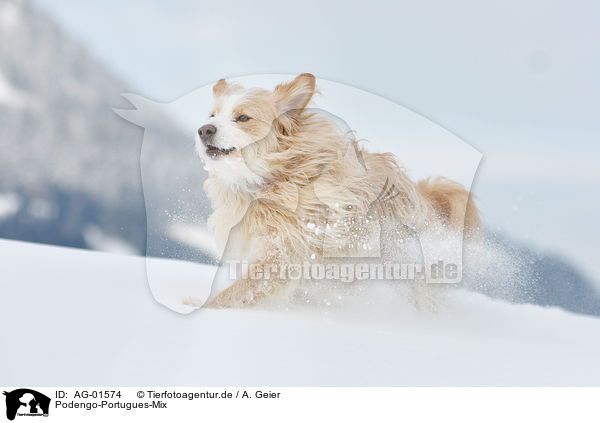 Podengo-Portugues-Mix / running mongrel / AG-01574