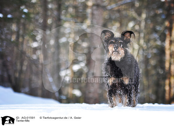 Terrier-Mix / mongrel / AG-01591