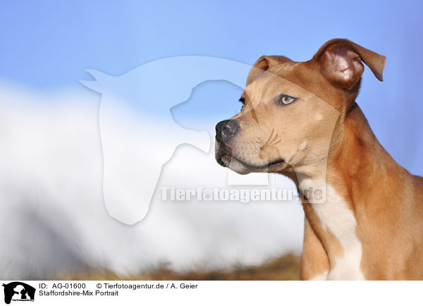 Staffordshire-Mix Portrait / mongrel portrait / AG-01600