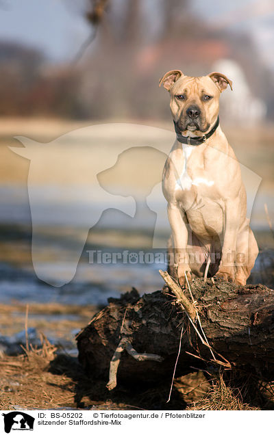 sitzender Staffordshire-Mix / sitting mongrel / BS-05202