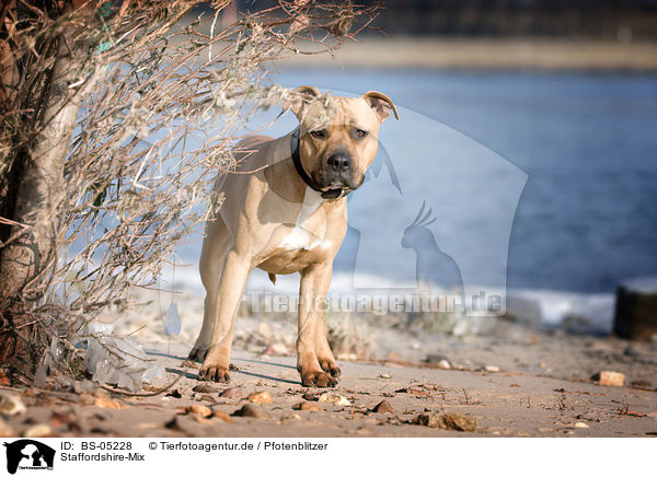 Staffordshire-Mix / mongrel / BS-05228