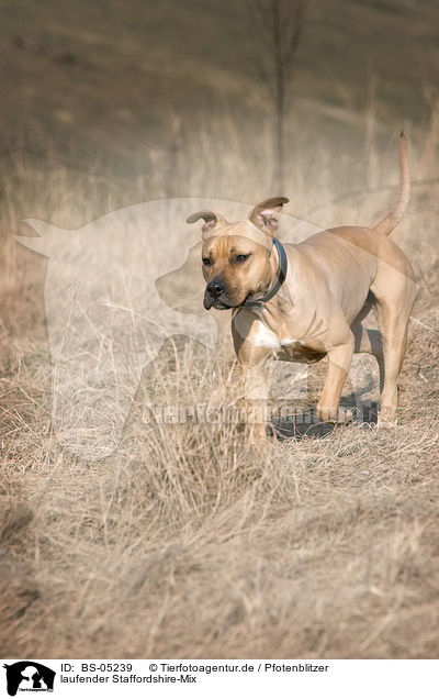 laufender Staffordshire-Mix / walking mongrel / BS-05239