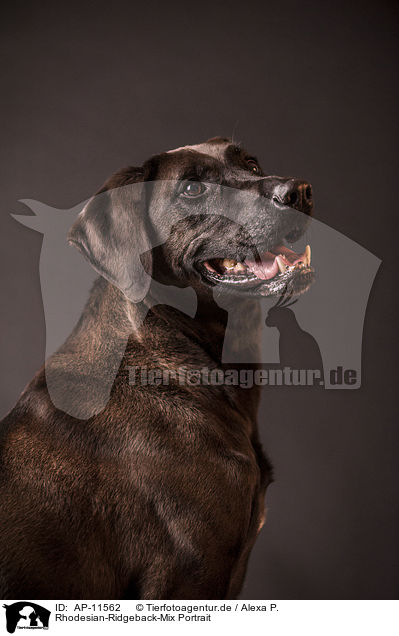 Rhodesian-Ridgeback-Mix Portrait / mongrel portrait / AP-11562