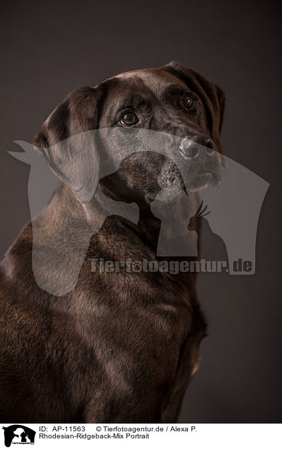 Rhodesian-Ridgeback-Mix Portrait / mongrel portrait / AP-11563