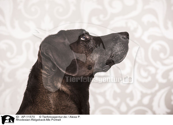Rhodesian-Ridgeback-Mix Portrait / mongrel portrait / AP-11570