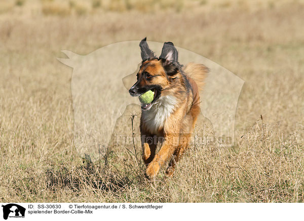 spielender Border-Collie-Mix / playing mongrel / SS-30630
