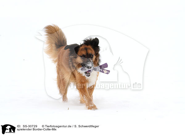 spielender Border-Collie-Mix / playing mongrel / SS-30729