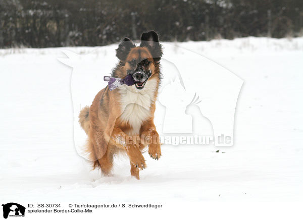 spielender Border-Collie-Mix / playing mongrel / SS-30734