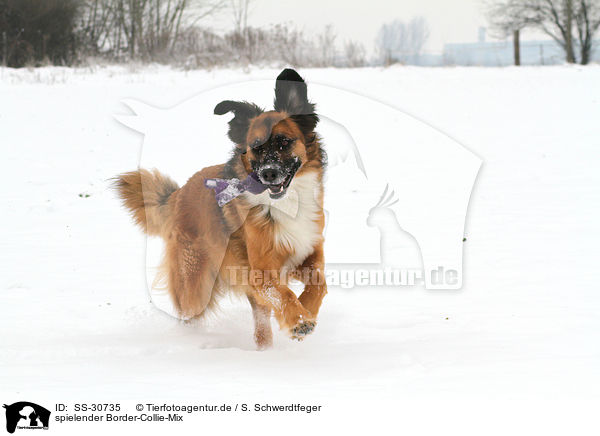 spielender Border-Collie-Mix / playing mongrel / SS-30735