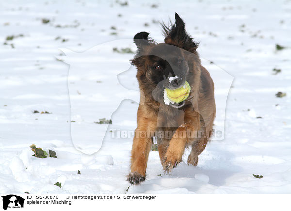 spielender Mischling / playing mongrel / SS-30870