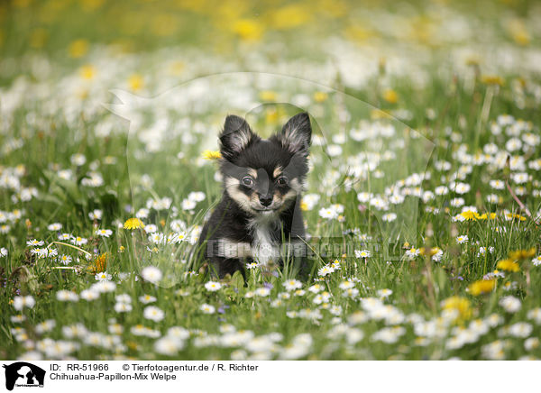Chihuahua-Papillon-Mix Welpe / puppy / RR-51966
