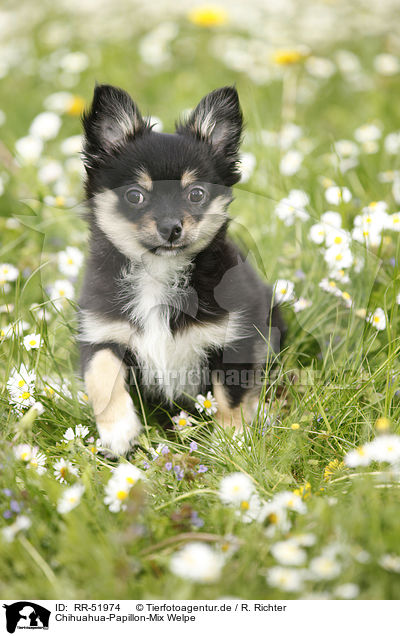 Chihuahua-Papillon-Mix Welpe / RR-51974