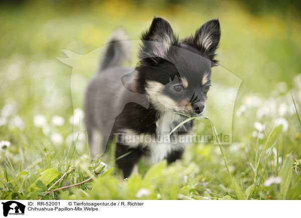 Chihuahua-Papillon-Mix Welpe / puppy / RR-52001