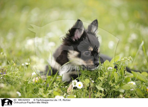 Chihuahua-Papillon-Mix Welpe / puppy / RR-52003