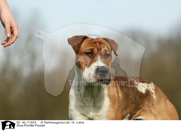 Shar-Pei-Mix Portrait / mongrel portrait / KL-11553