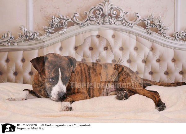 liegender Mischling / lying mongrel / YJ-06078