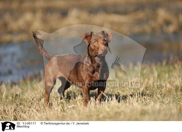 Mischling / mongrel / YJ-06111