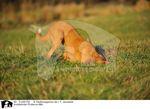 buddelnder Podenco-Mix / digging mongrel / YJ-06176