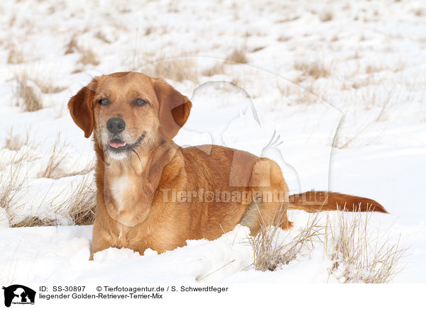 liegender Golden-Retriever-Terrier-Mix / lying mongrel / SS-30897