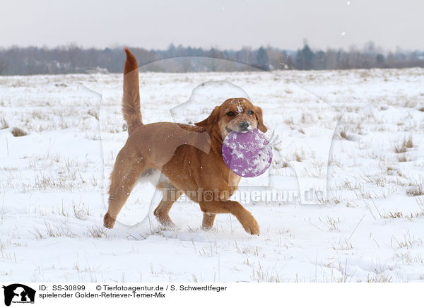 spielender Golden-Retriever-Terrier-Mix / playing mongrel / SS-30899