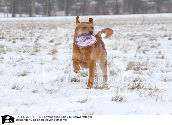 spielender Golden-Retriever-Terrier-Mix / playing mongrel / SS-30910