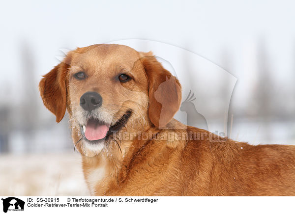 Golden-Retriever-Terrier-Mix Portrait / mongrel portrait / SS-30915