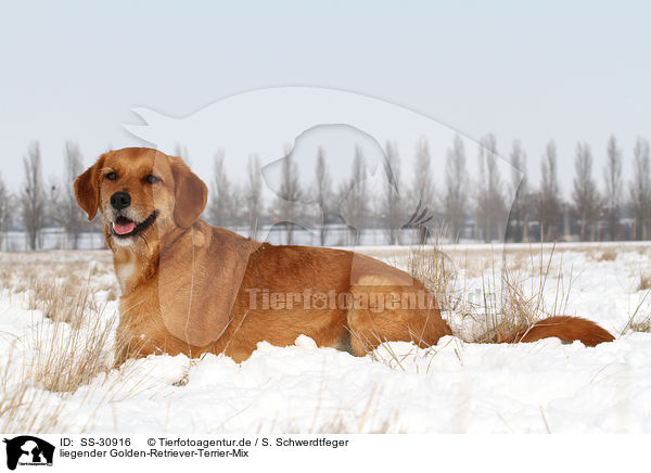 liegender Golden-Retriever-Terrier-Mix / lying mongrel / SS-30916