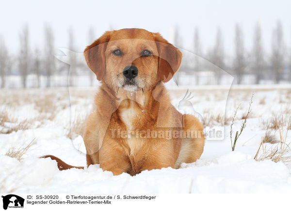 liegender Golden-Retriever-Terrier-Mix / lying mongrel / SS-30920