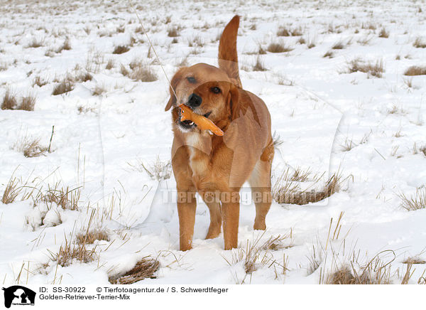 Golden-Retriever-Terrier-Mix / mongrel / SS-30922