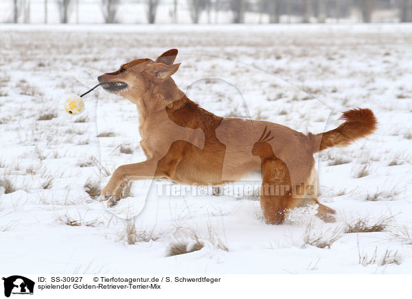 spielender Golden-Retriever-Terrier-Mix / playing mongrel / SS-30927