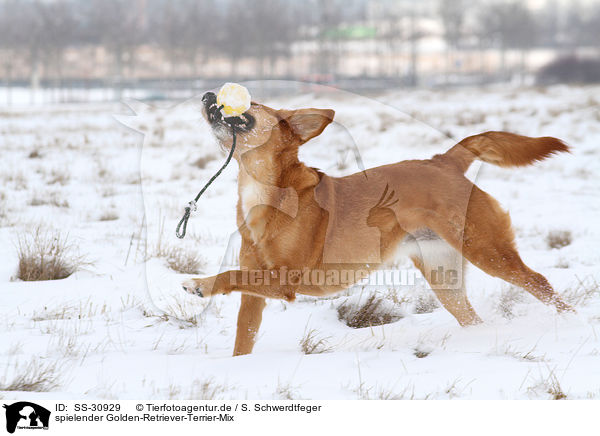 spielender Golden-Retriever-Terrier-Mix / playing mongrel / SS-30929