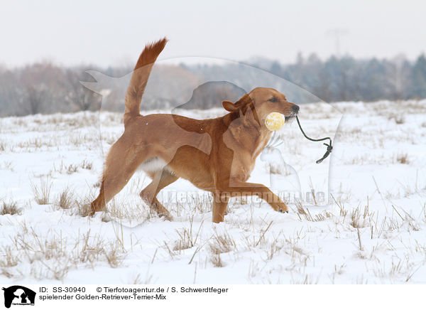 spielender Golden-Retriever-Terrier-Mix / playing mongrel / SS-30940
