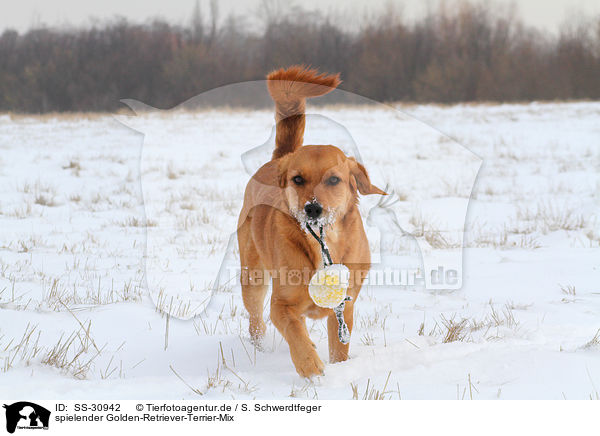 spielender Golden-Retriever-Terrier-Mix / playing mongrel / SS-30942