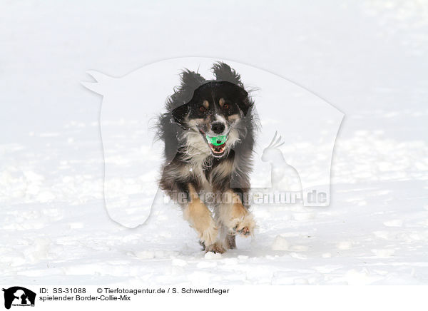 spielender Border-Collie-Mix / playing mongrel / SS-31088