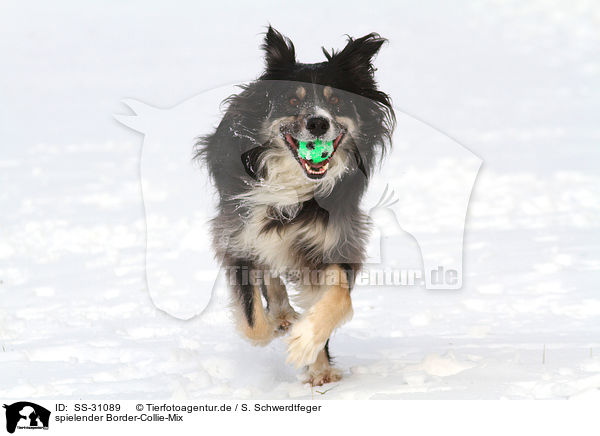 spielender Border-Collie-Mix / playing mongrel / SS-31089