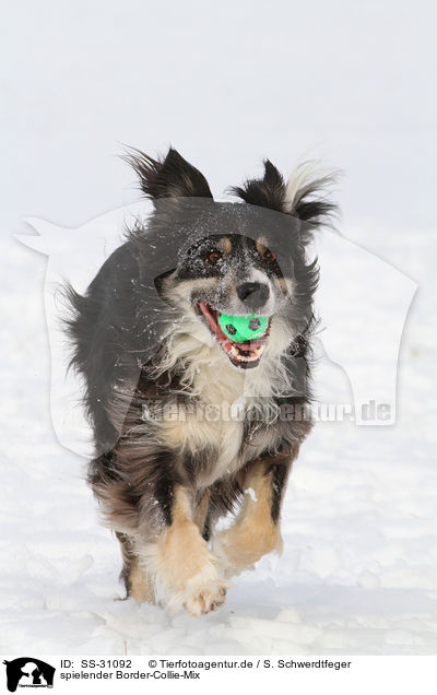 spielender Border-Collie-Mix / playing mongrel / SS-31092