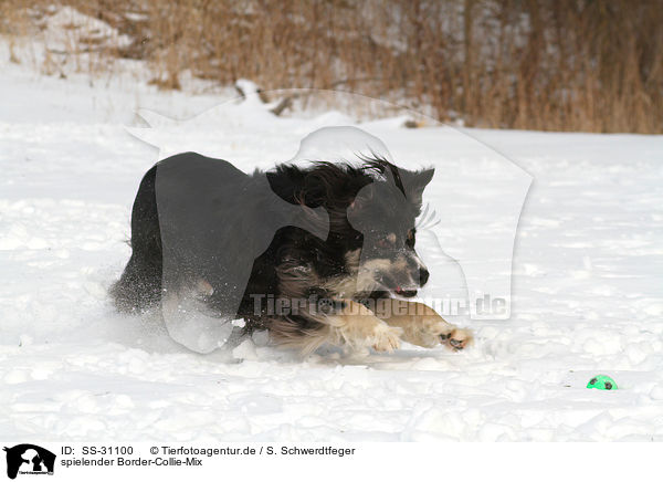 spielender Border-Collie-Mix / playing mongrel / SS-31100
