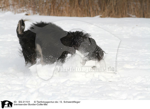 bremsender Border-Collie-Mix / braking mongrel / SS-31101