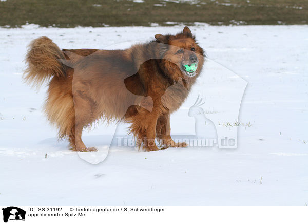 apportierender Spitz-Mix / fetching mongrel / SS-31192