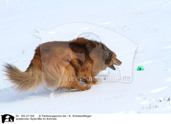 spielender Spitz-Mix im Schnee / playing mongrel in the snow / SS-31194