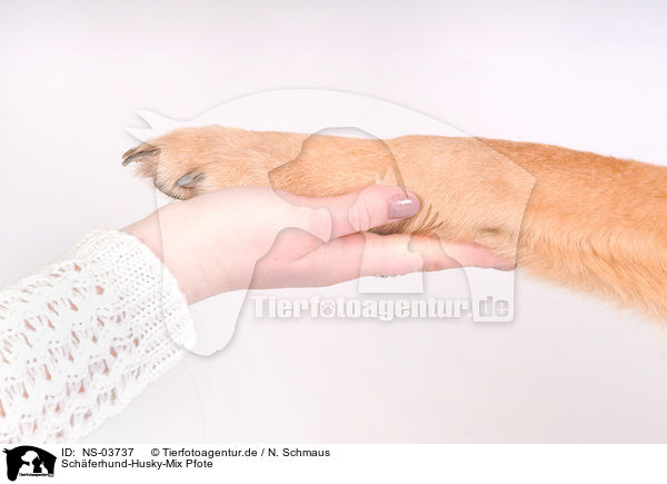 Schferhund-Husky-Mix Pfote / mongrel paw / NS-03737
