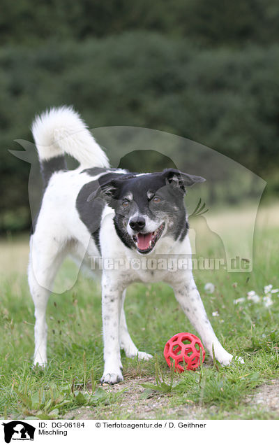 Mischling / mongrel / DG-06184