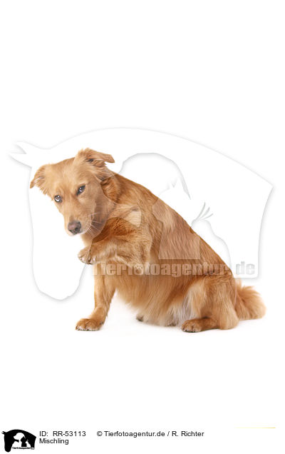 Mischling / mongrel / RR-53113