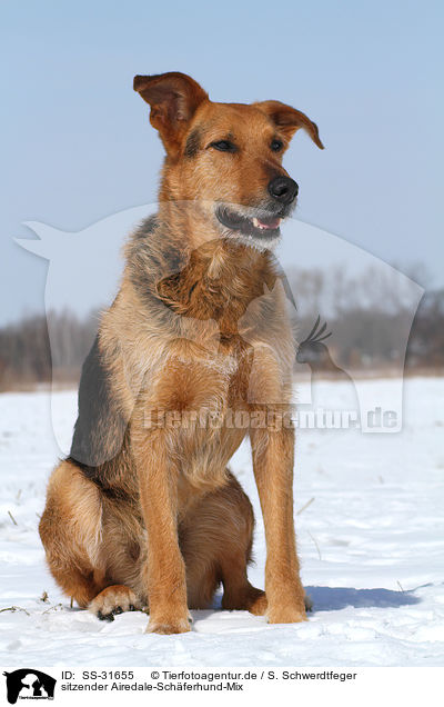 sitzender Airedale-Sch�ferhund-Mix / sitting mongrel / SS-31655