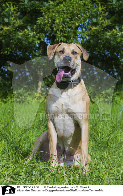 sitzender Deutsche-Dogge-American-Staffordshire-Terrier-Mix / sitting mongrel / SST-12756